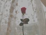 玫瑰花