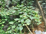 葡萄藤