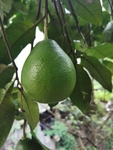 青柚子