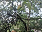 小梨