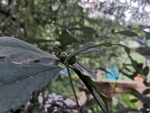 三爪榕