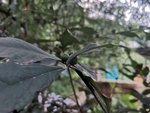 三爪榕
