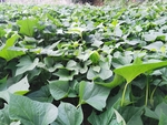 红薯种植