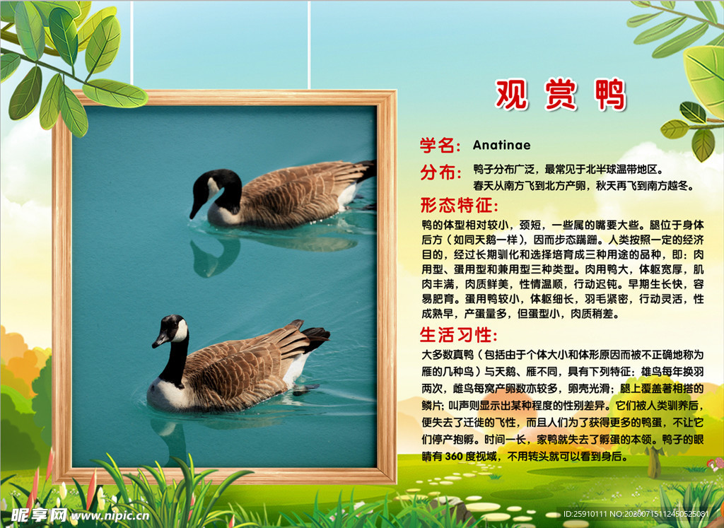 动物介绍展板