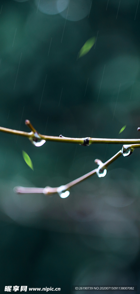 谷雨