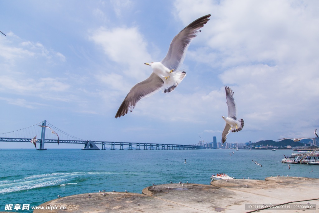 大海海鸥