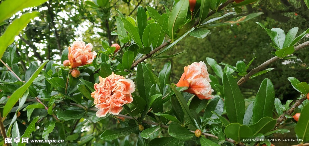 自然景观风景石榴花花朵橙色花