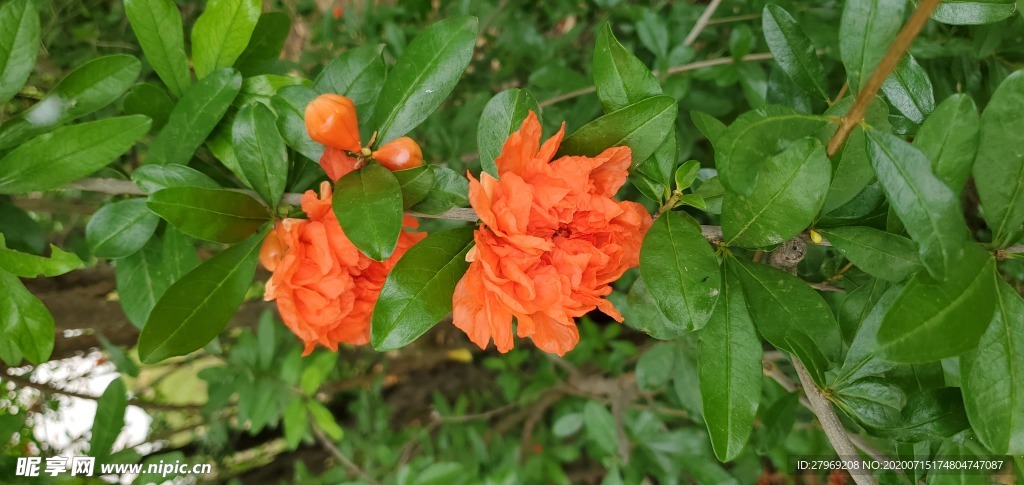 自然景观风景石榴花花朵橙色花