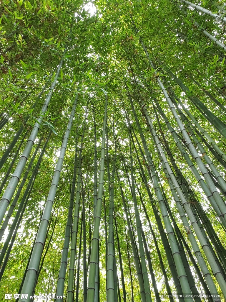 植物园竹林景观大自然