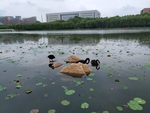 水 鸟 石 树 景 鹅 鸭 鸳