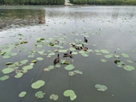 水 鸟 石 树 景 鹅 鸭 鸳