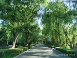 树 清晨 草 景 公园 光