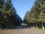 树 清晨 草 景 公园 光