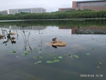 水 鸟 石 树 景 鹅 鸭 鸳