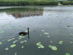 水 鸟 石 树 景