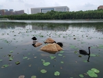水 鸟 石 树 景