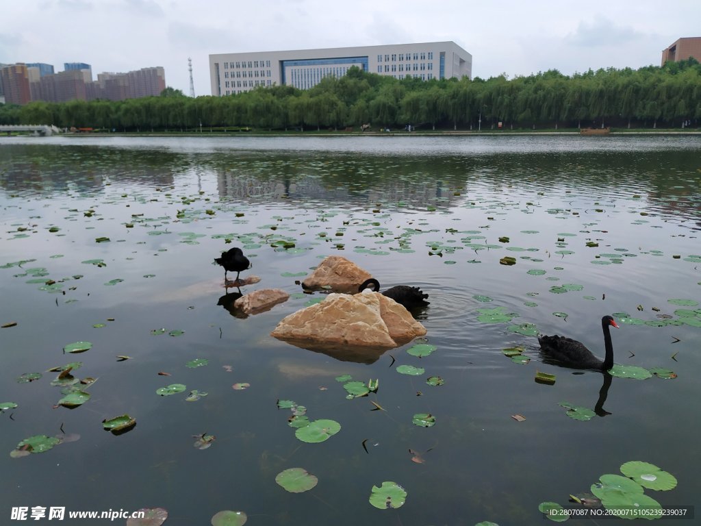 水 鸟 石 树 景