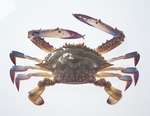 蟹