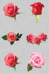 玫瑰花