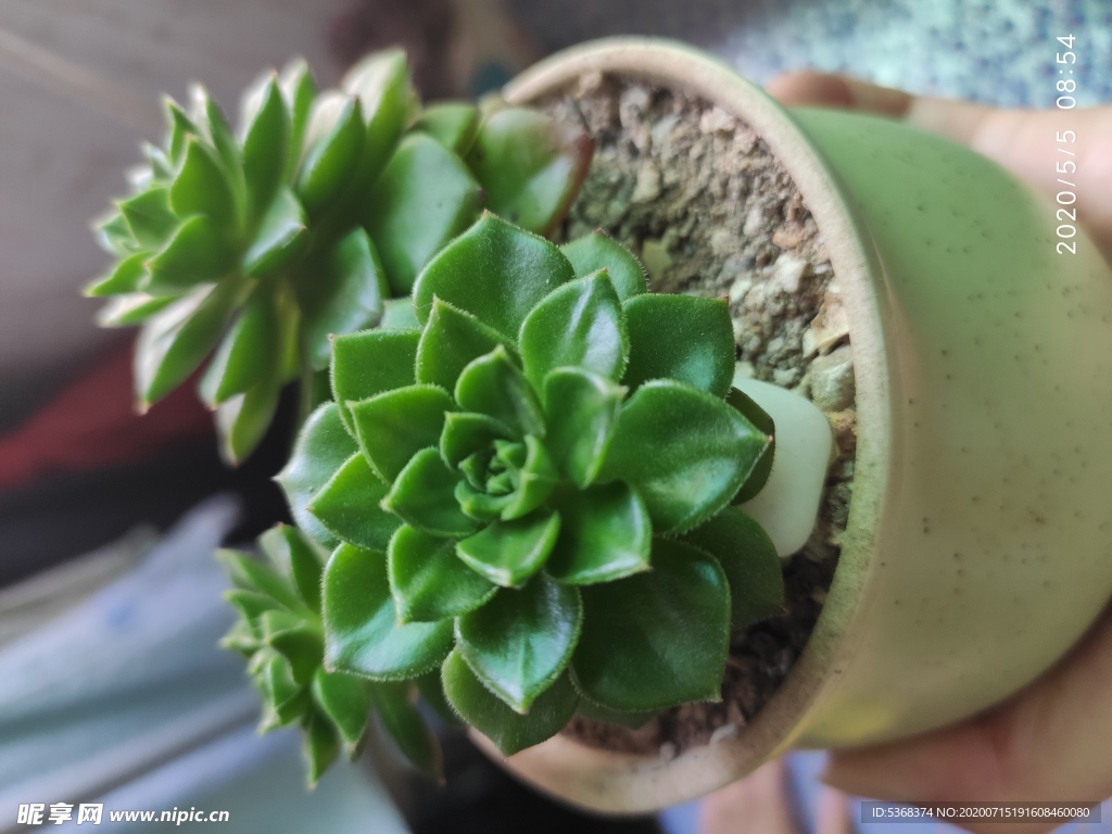 观赏 景天 花卉 蒂亚多肉