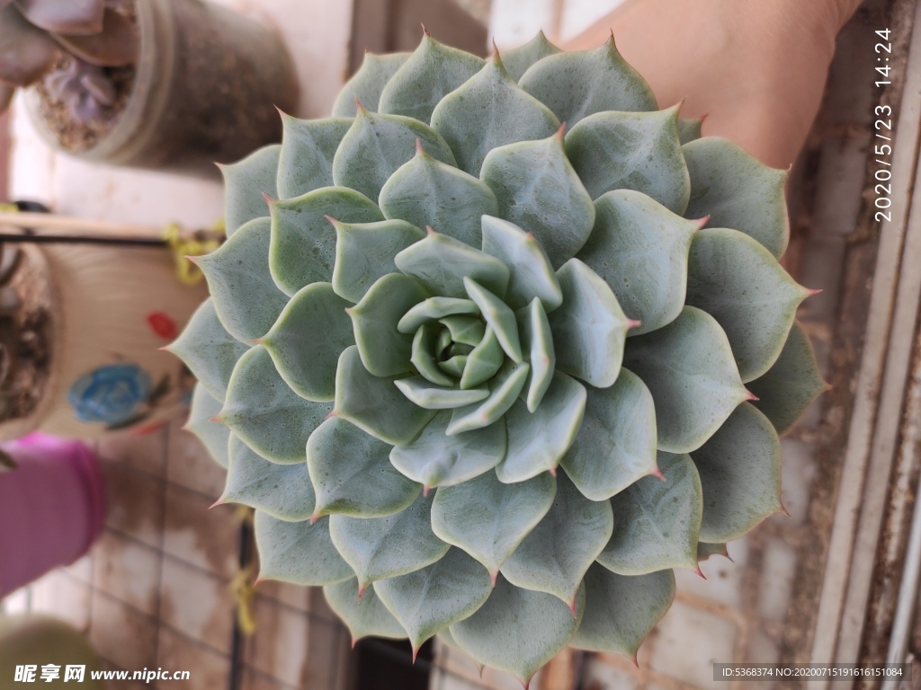 荷叶莲多肉 植物 绿植