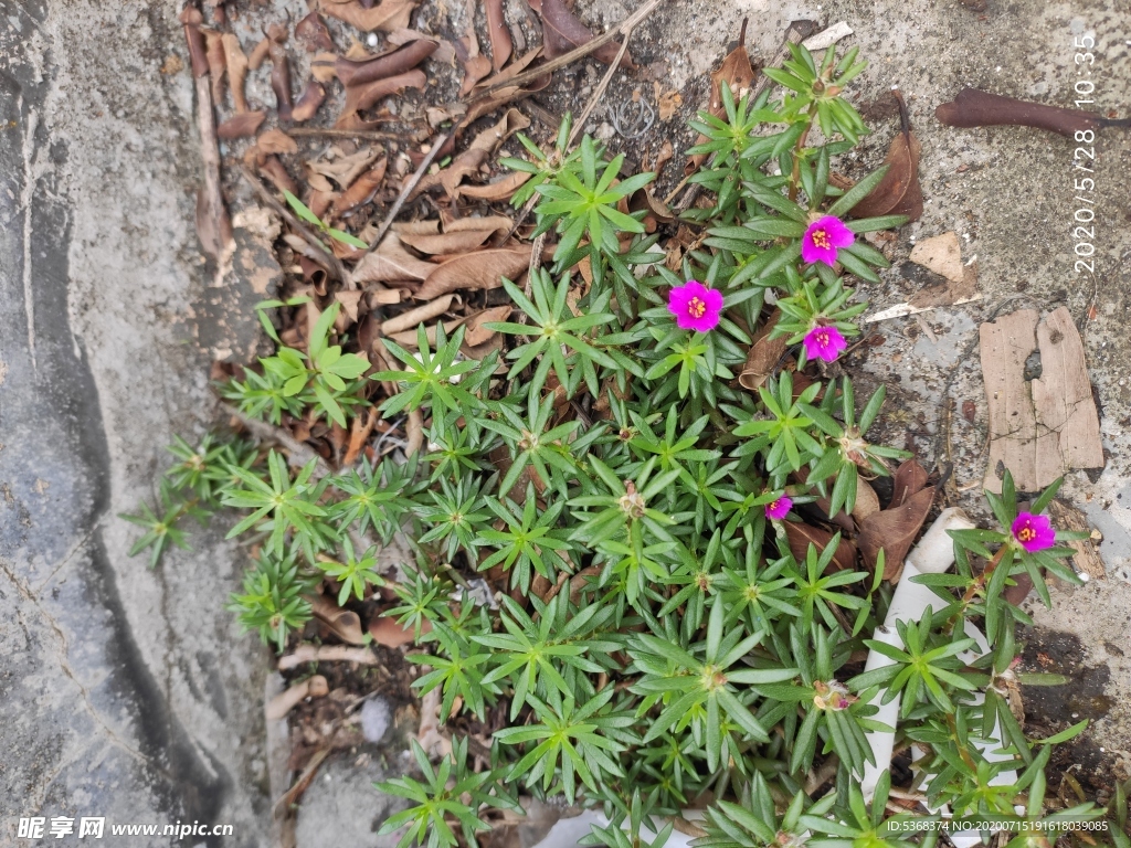 太阳花 植物 红色的小花