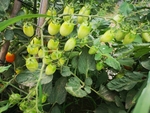 小西红柿