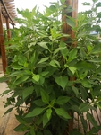 菊芋