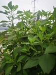 菊芋