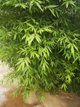 竹子