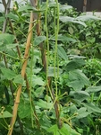 豆角架