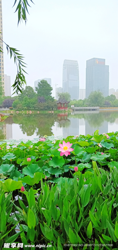 荷花池