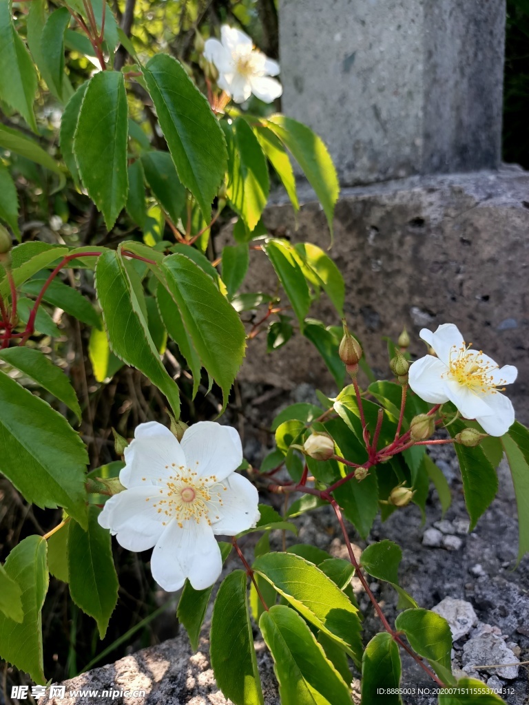 平凡的小花