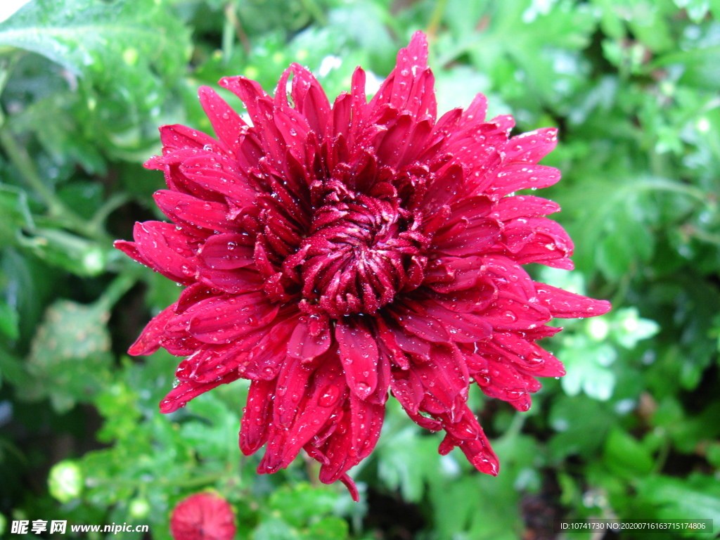 菊花