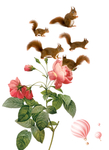 鲜花松鼠