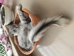 躺在阳台的猫
