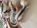 躺在阳台上的猫