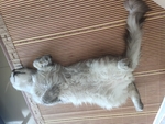 睡着的猫