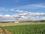 蔬菜基地
