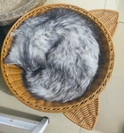 睡着的猫