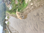 喝水的中华田园犬