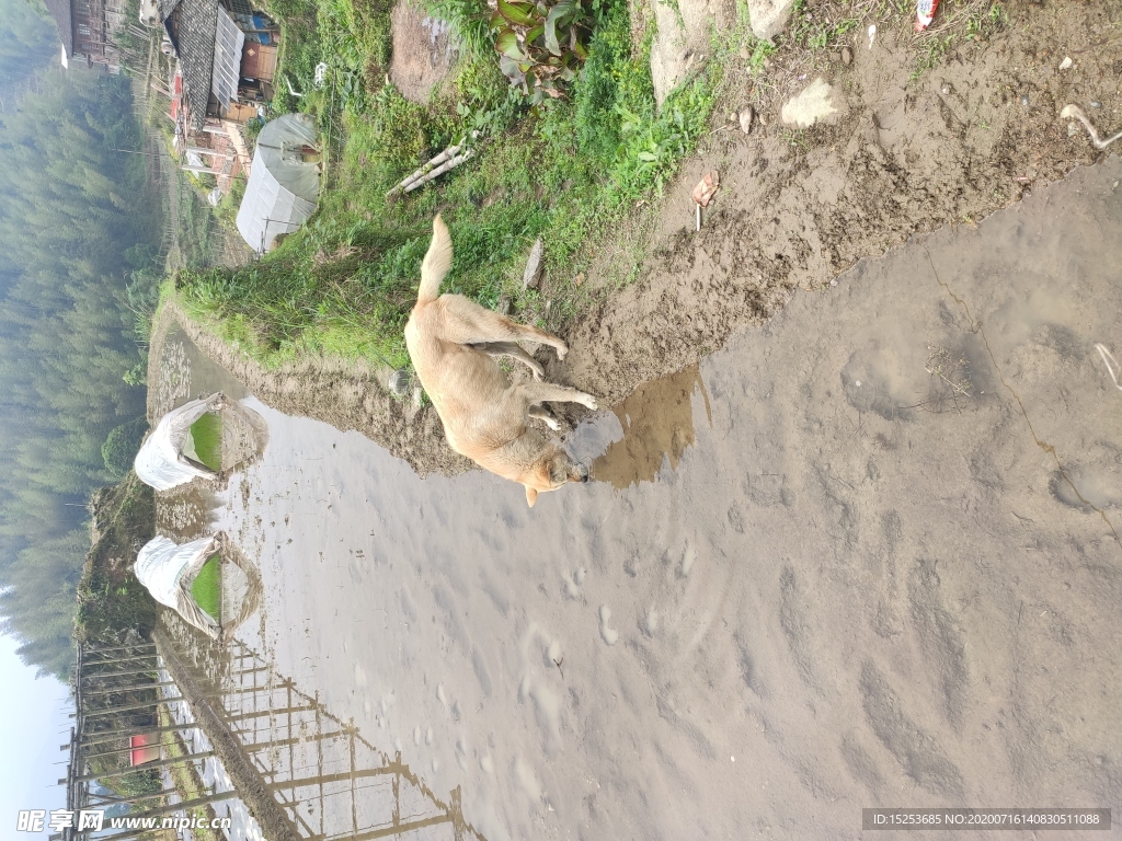 喝水的中华田园犬