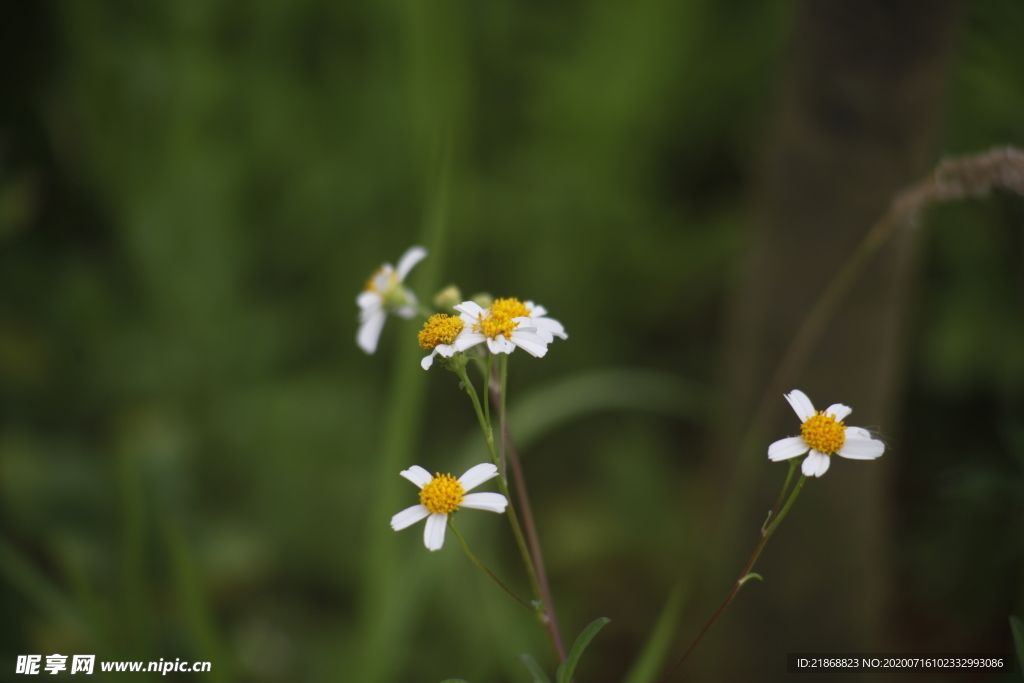 小雏菊 菊花