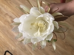 昙花