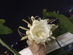 昙花