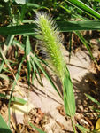 狗尾草