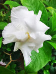 栀子花