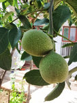 核桃