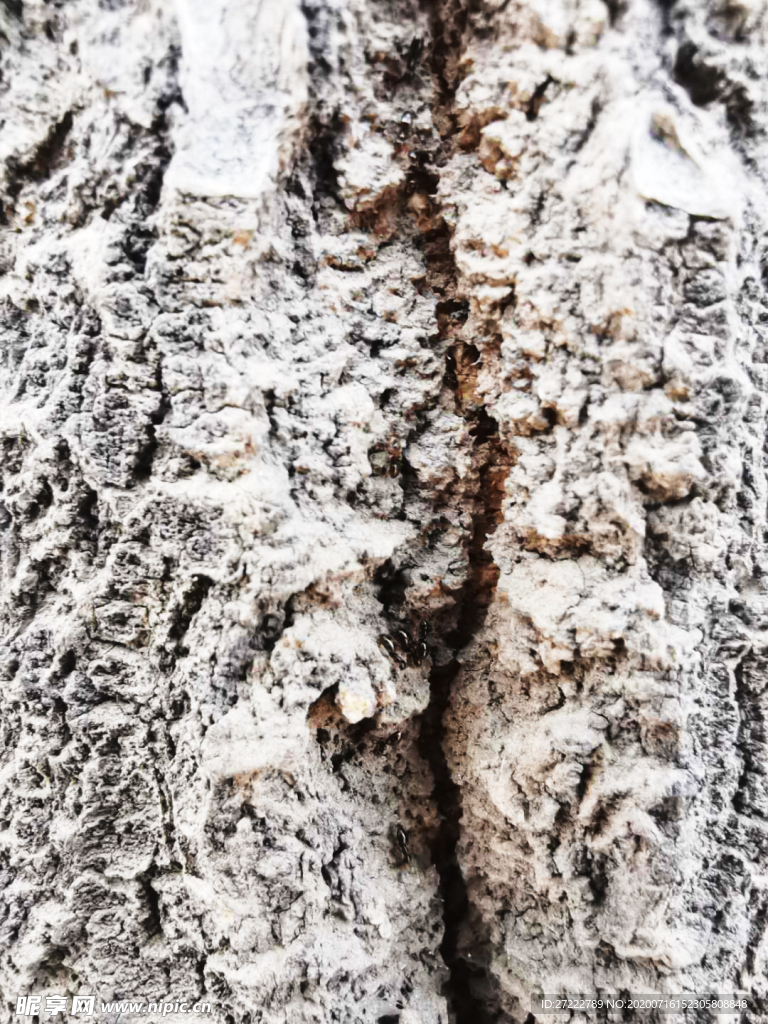 树皮缝中的蚂蚁