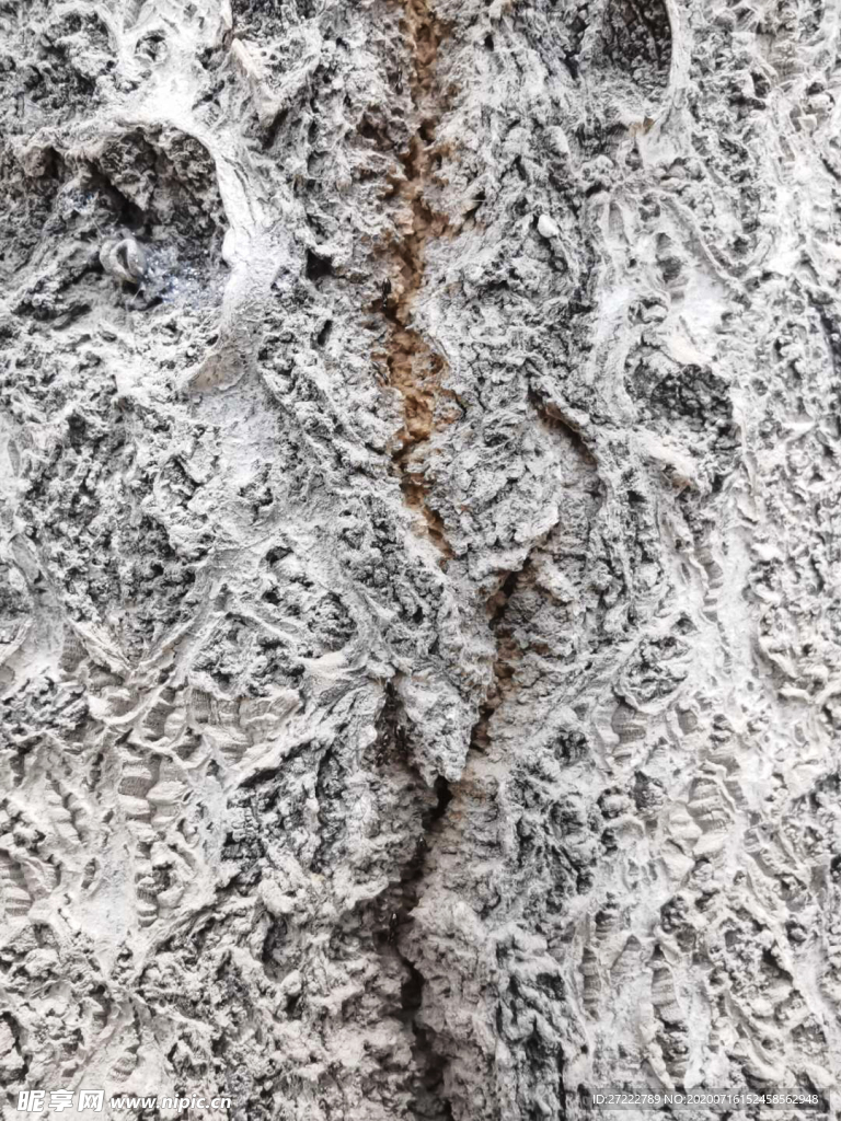 树皮蚂蚁